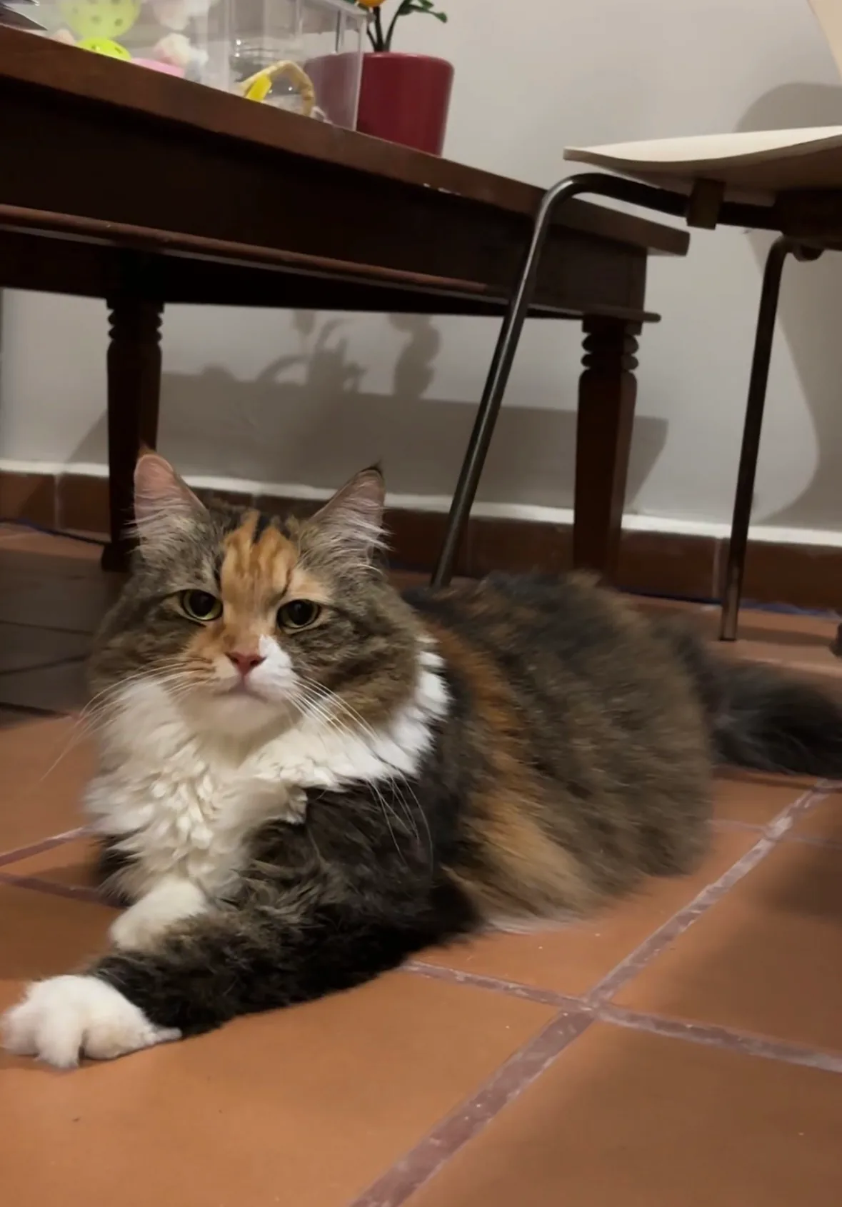 Source photograph of Poonie, a long-haired calico cat lying down