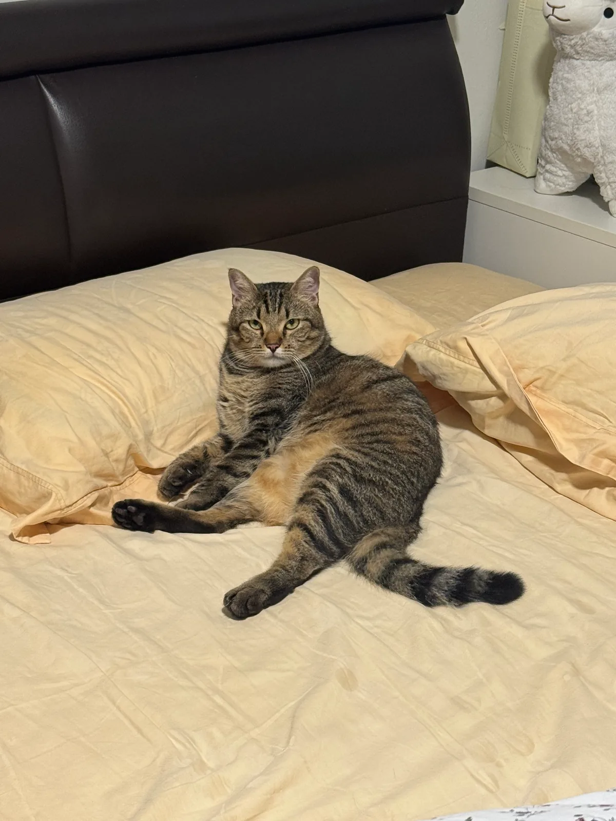 Source photograph of Bread, a tabby cat reclining on a bed