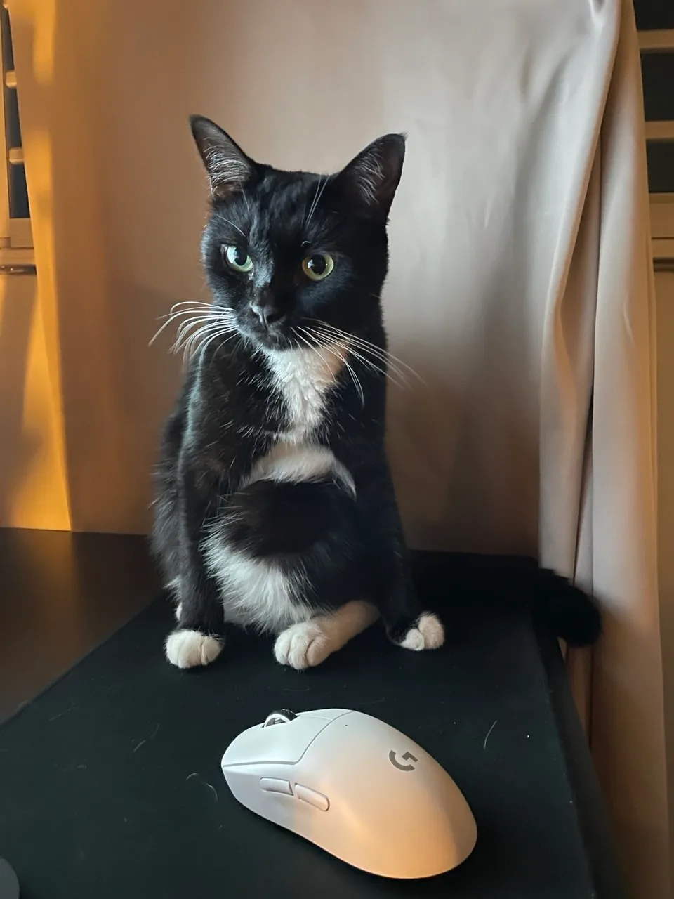 Source photograph of Momo, a black-and-white cat sitting upright