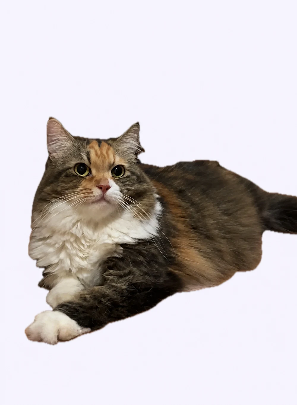 Source photograph of Poonie, a long-haired calico cat lying down